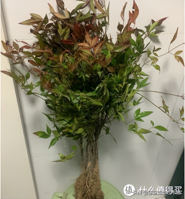 装修室内除甲醛用什么绿植,室内装修除甲醛有什么绿植