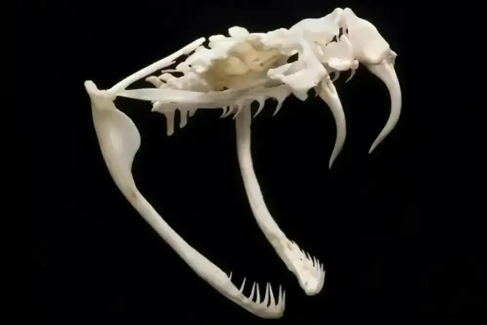 眼镜王蛇有多可怕,为什么眼镜王蛇敢攻击人