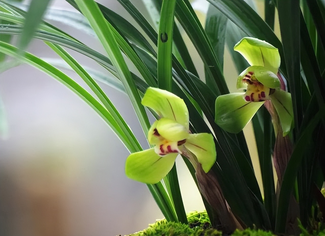 贵州的市花是什么,贵州省各个州的州府