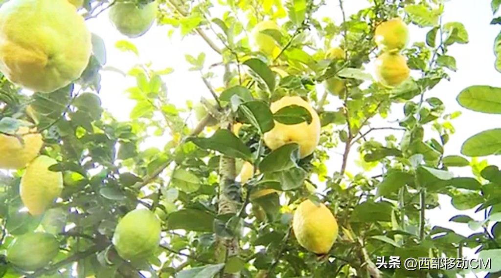 云南贫困山区返乡创业,云南通海农村地摊创业青年