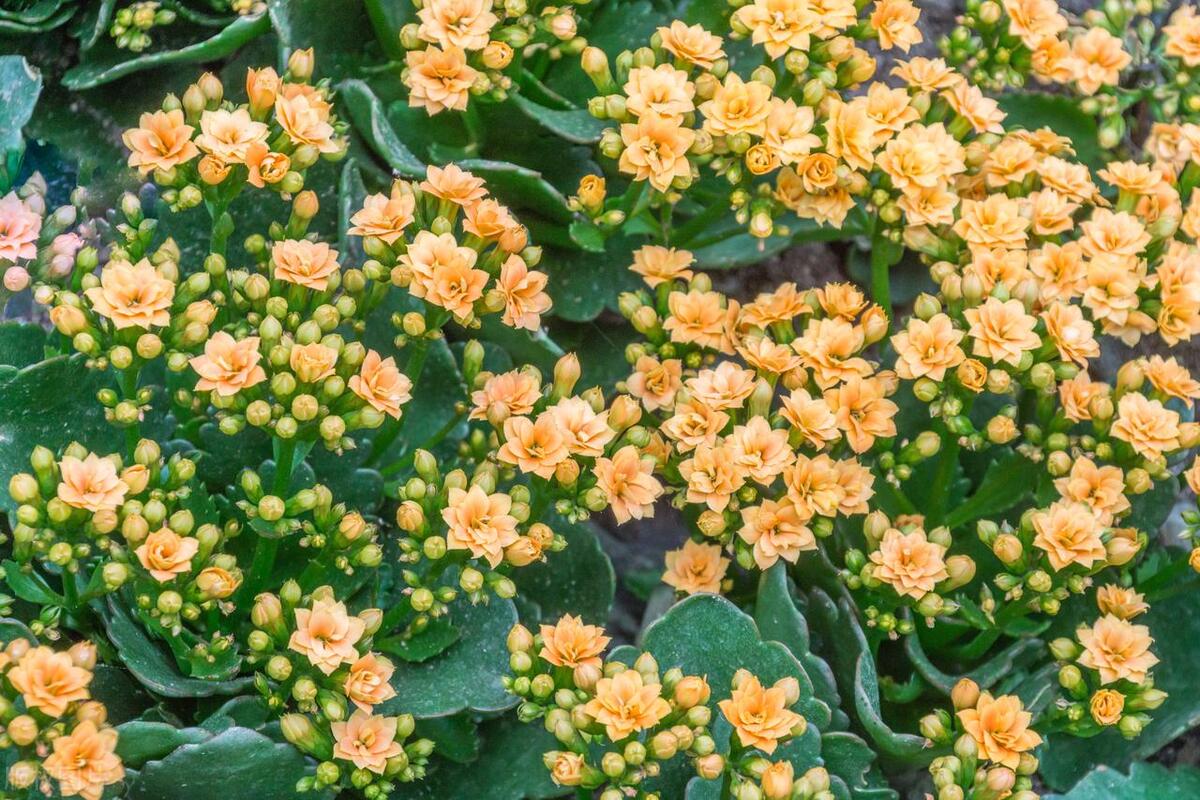 长寿花现在如何养才能开花快,长寿花怎样养才能开花到爆盆儿