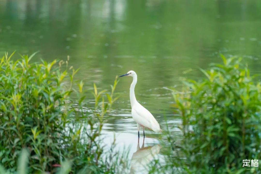 深圳10公里跑步路线,深圳跑步路线推荐塑胶跑道