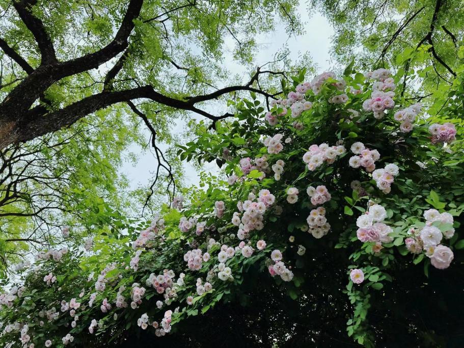 五一的常州,常州的五一