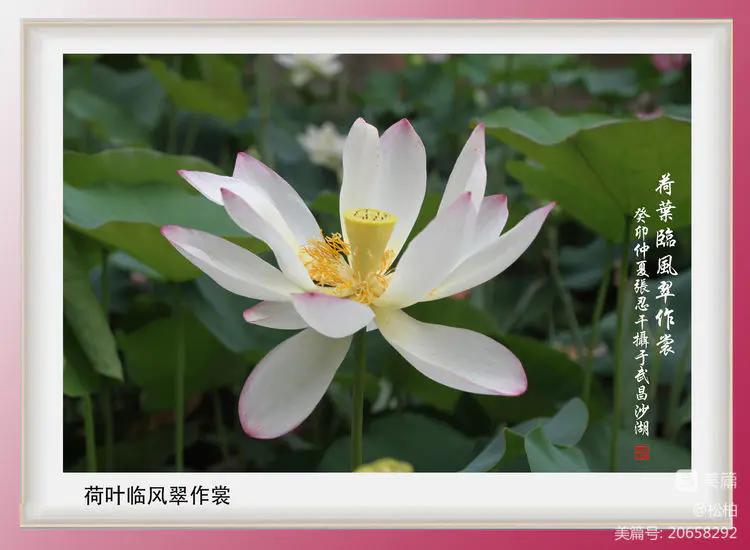 诗图战友情（九十五）荷花别样红