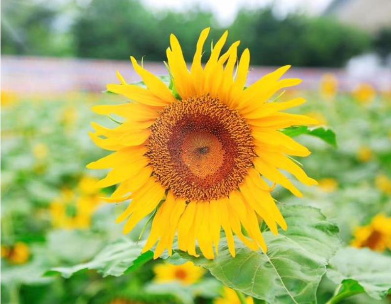 触目惊心22岁女孩体内有千颗肿瘤,22岁女孩儿竟然有上千颗肿瘤