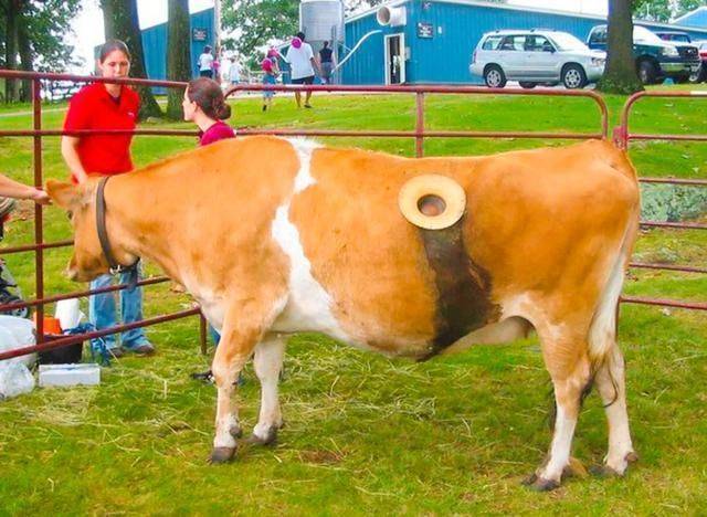 美国人养牛新方法,美国人养牛的方法