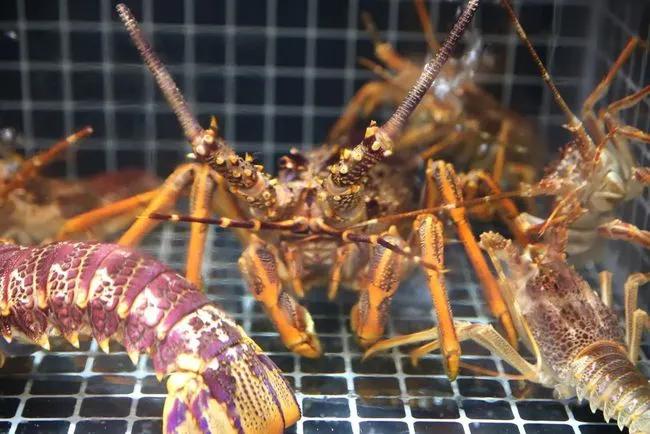 记者卧底实探麦当劳餐厅,北京三里屯餐厅酒吧