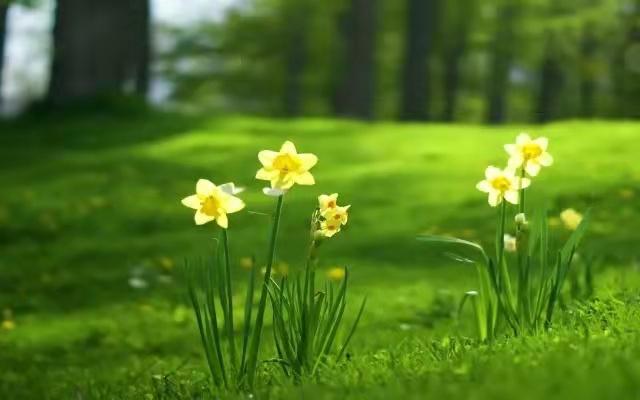 清明十首最好诗赏析,清明节诗词作品