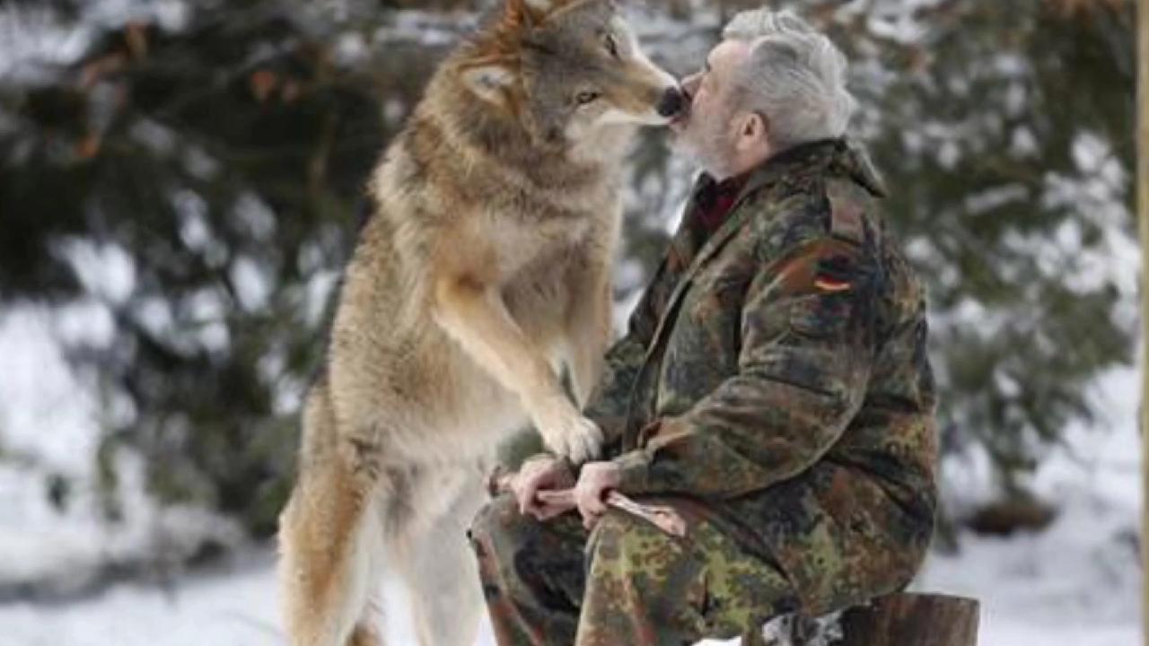 黄鼠狼进鸡棚咬死鸡,养鸡场遭黄鼠狼祸害