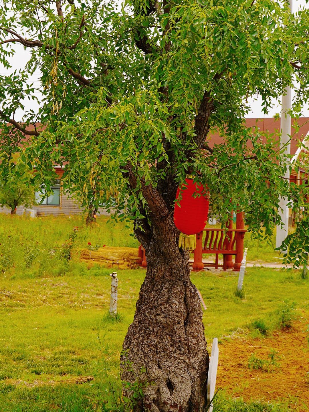 枣香枣情话芒种：中国红枣的“好想你”价值和情怀