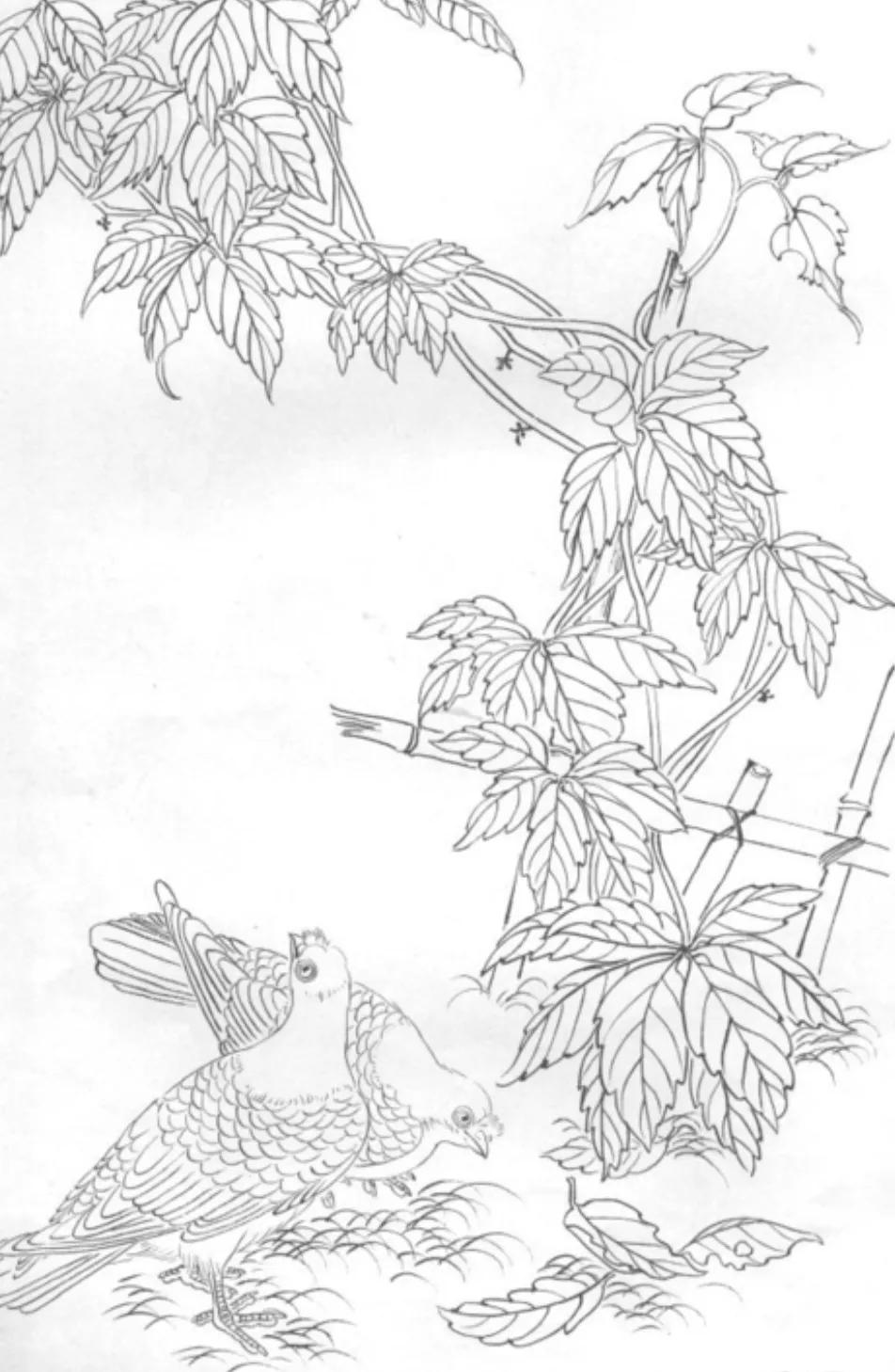 最美的白描作品欣赏,最难得一见的白描