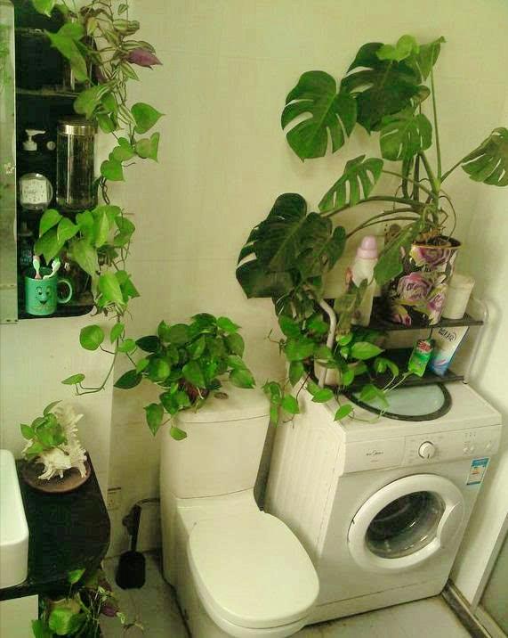 卫生间香花草,卫生间除臭植物花