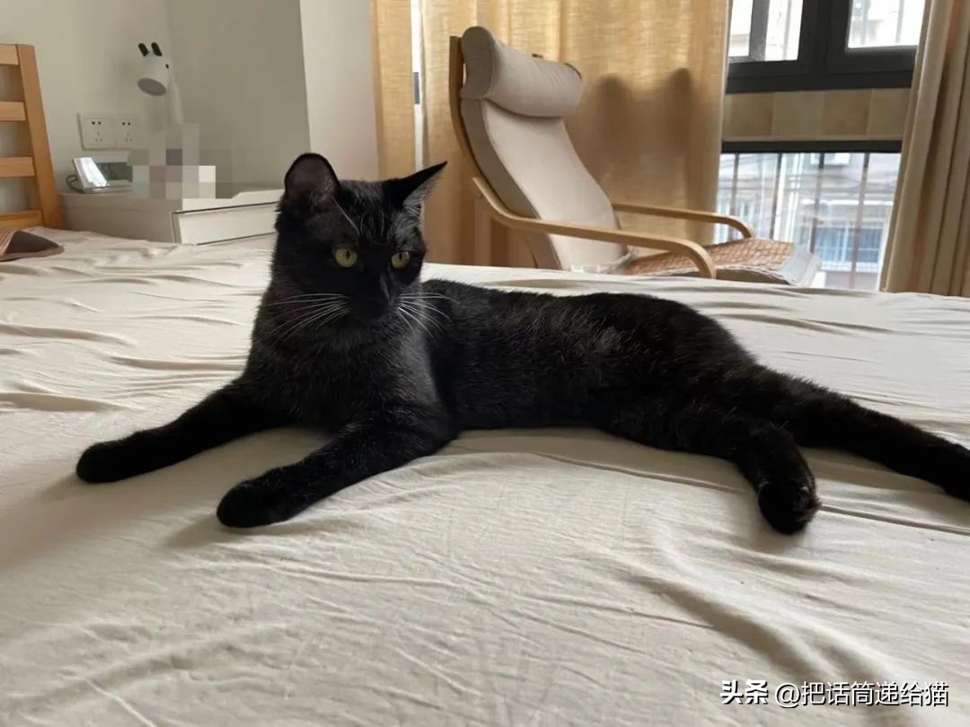 为什么猫咪养着养着就瘦了,猫咪为什么养着养着就发黄了