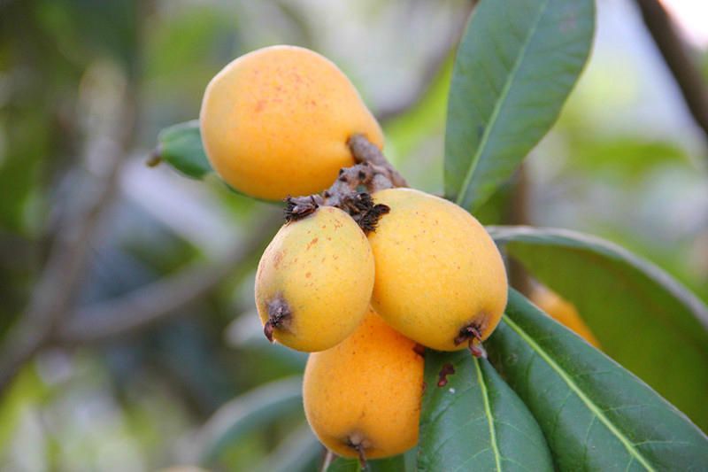 载酒西园醉枇杷一树金,东园载酒西园醉的下一句