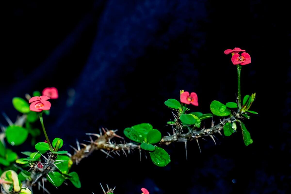 虎刺梅养护叶片黄,虎刺梅的养护视频