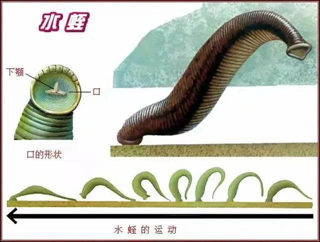 水蛭钻入腿部对人有什么危害,水蛭进入体内身上一定会有伤口吗