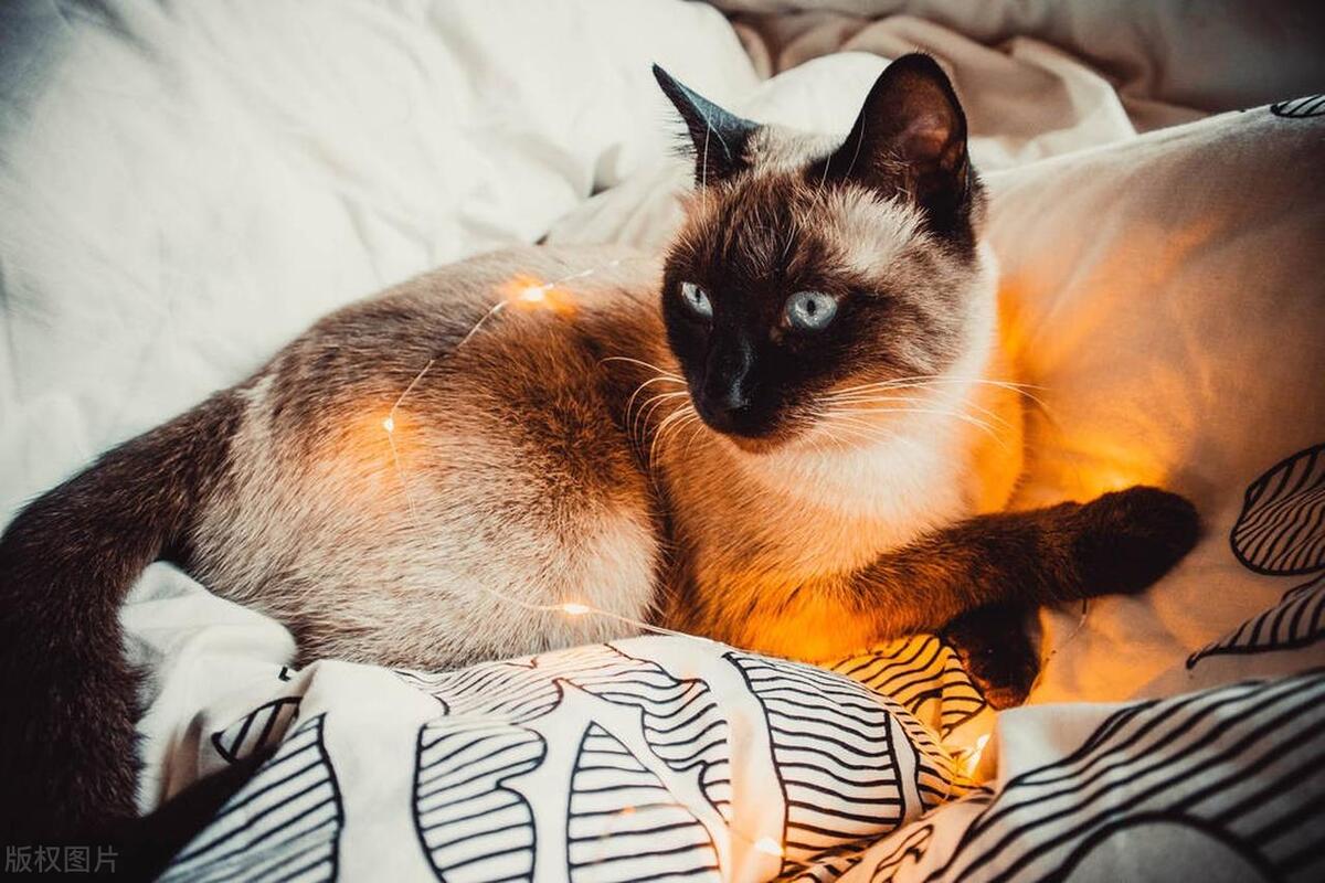 宠物猫暹罗猫排第几,暹罗猫宠物猫的视频