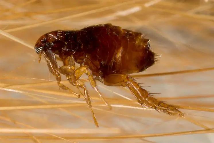 虫咬性皮炎的防治方法有哪些,去除顽固性虫咬皮炎的简单方法