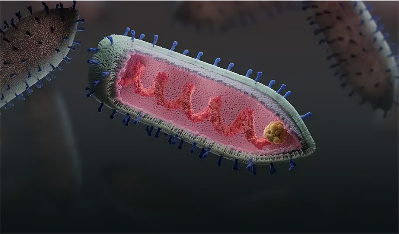 狂犬病和新冠变异,新冠狂犬病