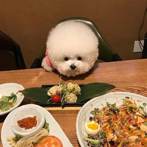 比熊犬要注意的事项,比熊犬撒娇的声音