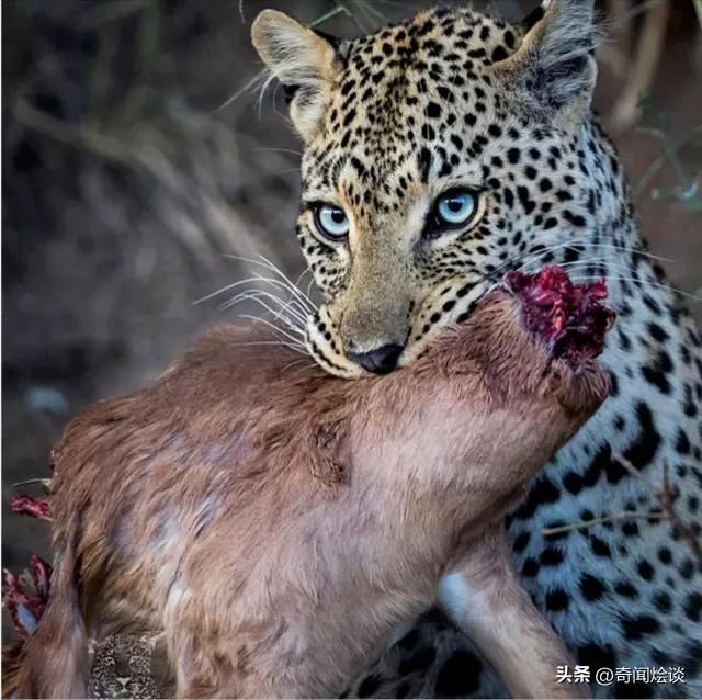 鬣狗捕食动物图片,鬣狗捕杀巨蟒