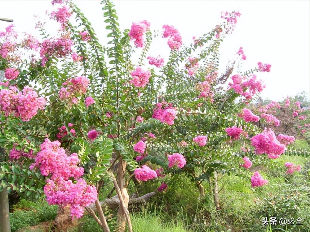 世界五大著名观赏树种,夏季开花的观赏树种有哪些