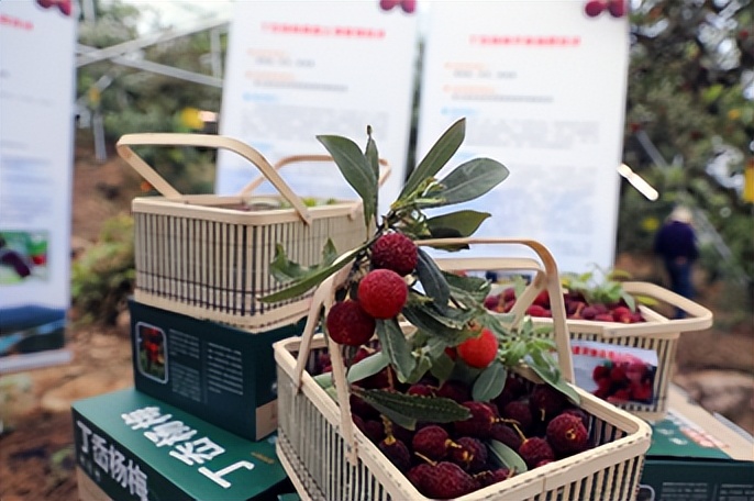 带你们体验摘杨梅的乐趣,酸酸甜甜的杨梅有谁陪我一起采摘