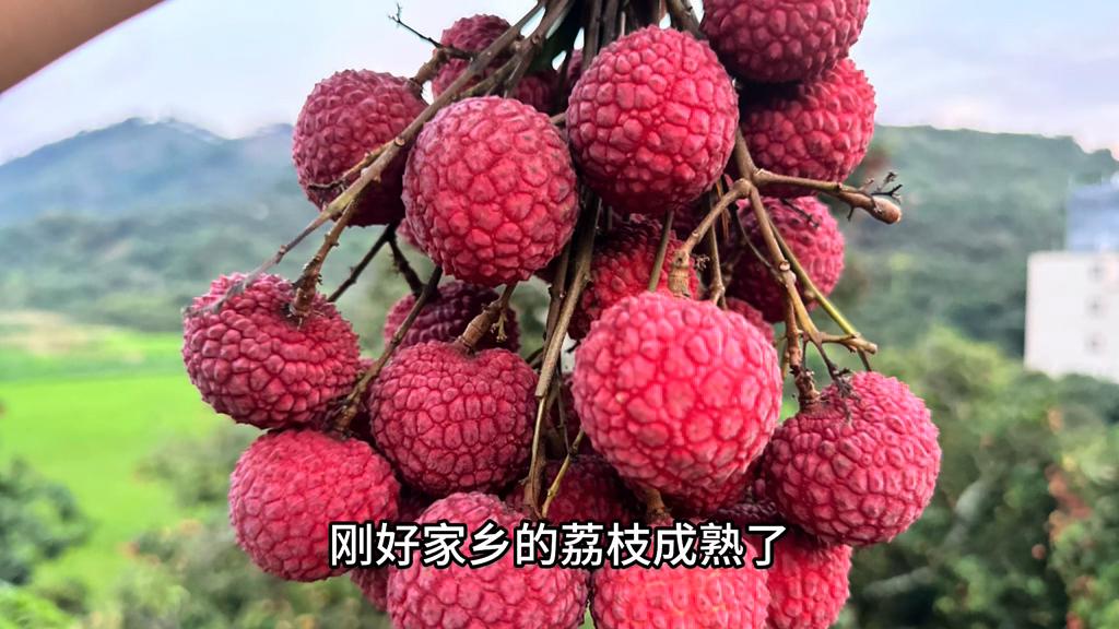 广西桂平小黎,广西小黎在外打工