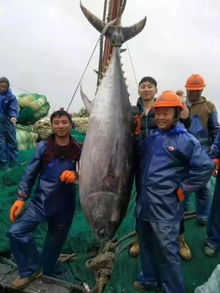 广东渔民捕获大鱼,渔民出海捕到一条106斤的鱼王