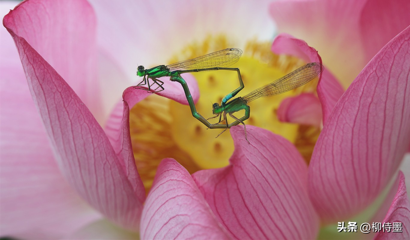 拍荷花怎么拍出高级感专业模式,如何拍出荷花高清图片
