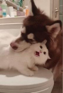 太原杏花岭区狗咬了在哪里打疫苗,太原哪里可以注射老鼠咬疫苗