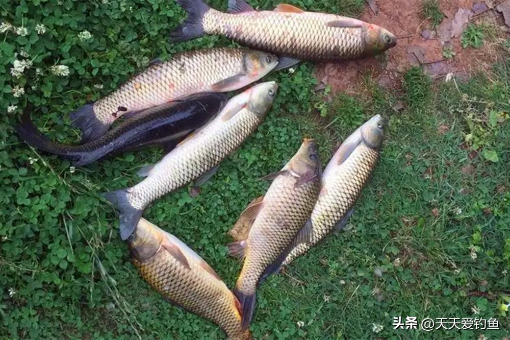 夏天野钓用几米的竿子钓鲫鱼,夏天钓鱼一般用几米竿野钓