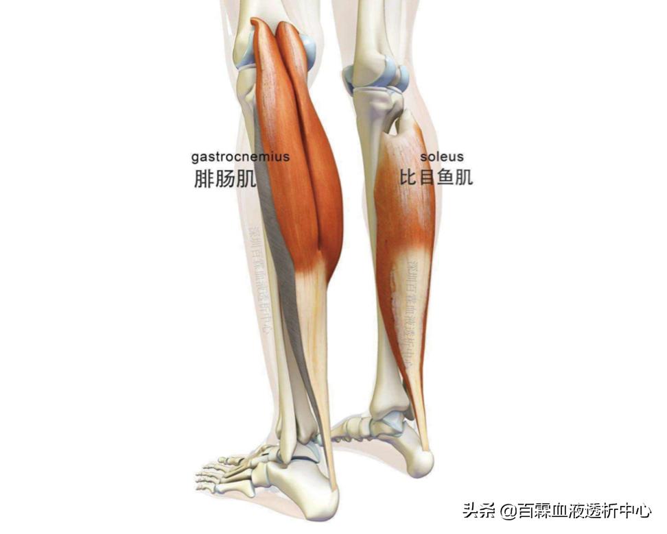 透析患者抽筋怎么按摩,透析病人抽筋怎么缓解