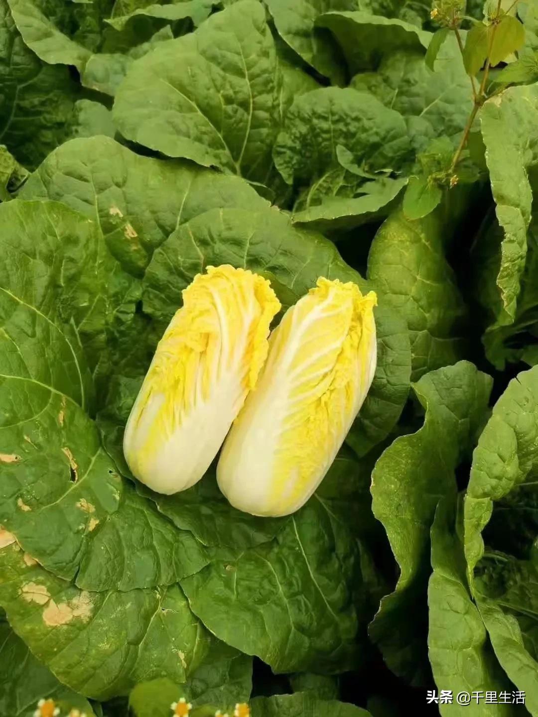 云南高山黄心白菜娃娃菜,云南哪里种娃娃菜