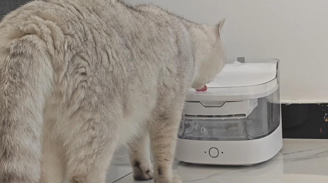 宠咕咕宠物自动饮水器,宠咕咕猫咪饮水机人能喝吗