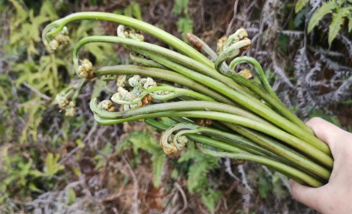 中世纪时期的英格兰村庄享有的林地共有权，包含了哪些内容？