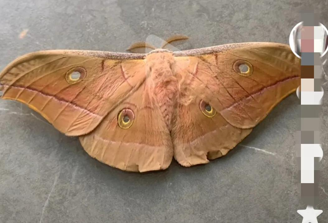 东北蚕蛾有没有营养,东北为什么没有蚕蛾