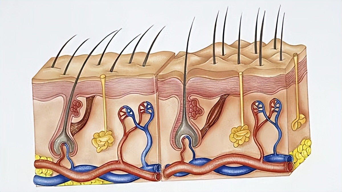 脚底板爱进风什么原因,脚底板长茧子走路疼怎么办