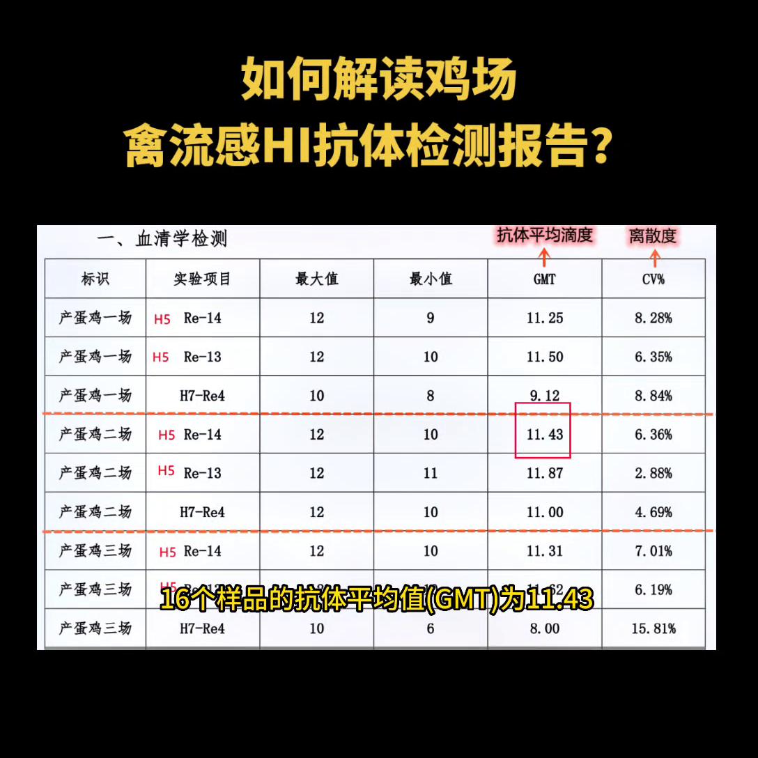 养殖场免疫监测,蛋鸡打禽流感疫苗几天有抗体