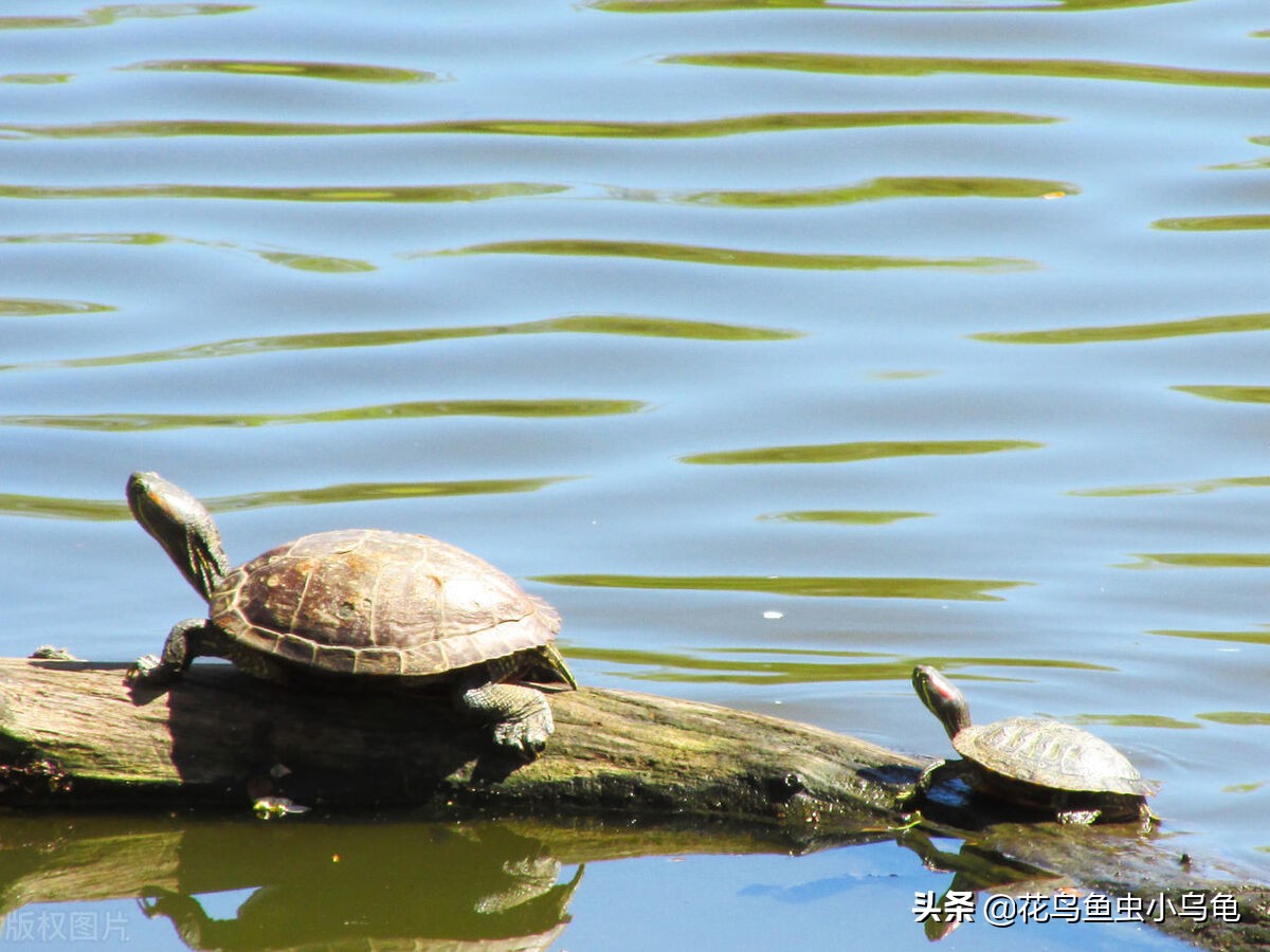 买的小乌龟应该喂什么吃,小乌龟吃什么更合适