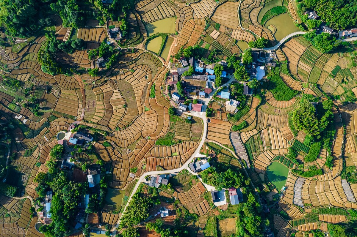 生姜的种植时间和方法农技学堂,什么样的土壤更适合种植生姜
