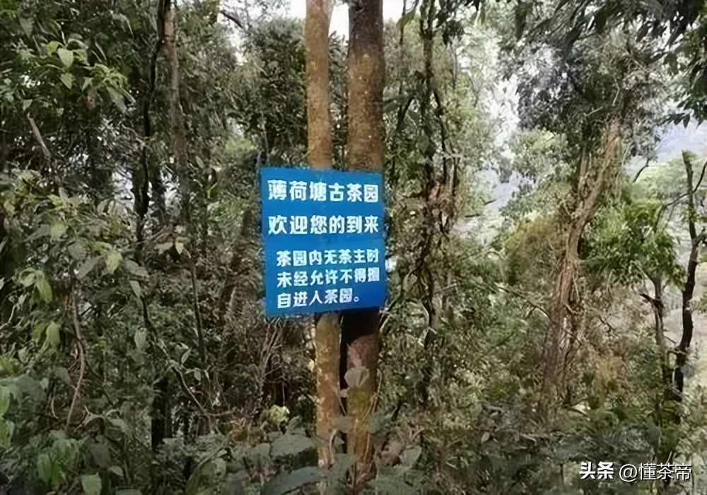 最贵的普洱茶是老班章吗,10年以上老班章普洱茶值多少钱