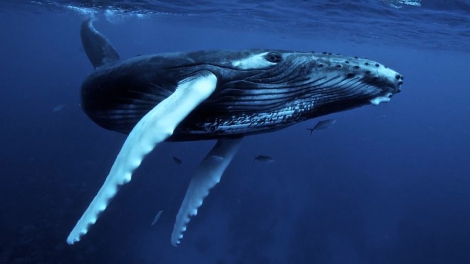 雨燕在空中边飞边睡的视频,雨燕是怎么边飞边睡的