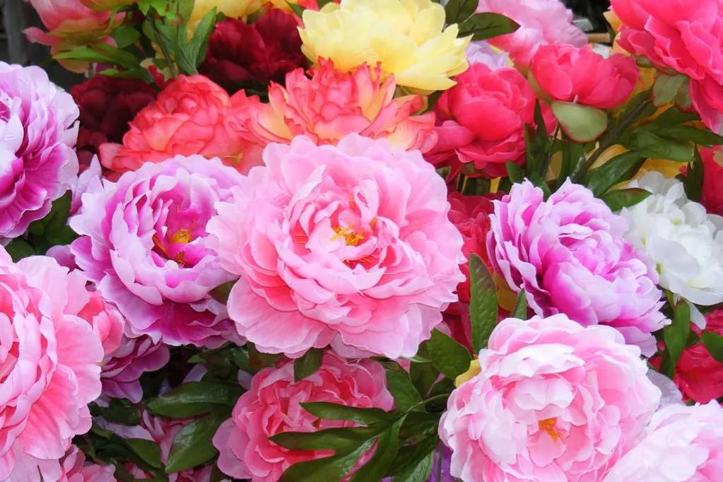 牡丹花的花语和象征意义,牡丹花的花语和寓意和象征是什么