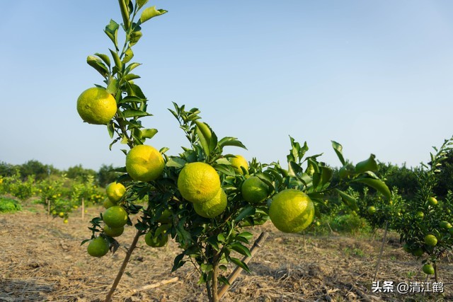 蚧壳虫专用杀虫剂使用方法,蚧壳虫专用花卉杀虫剂