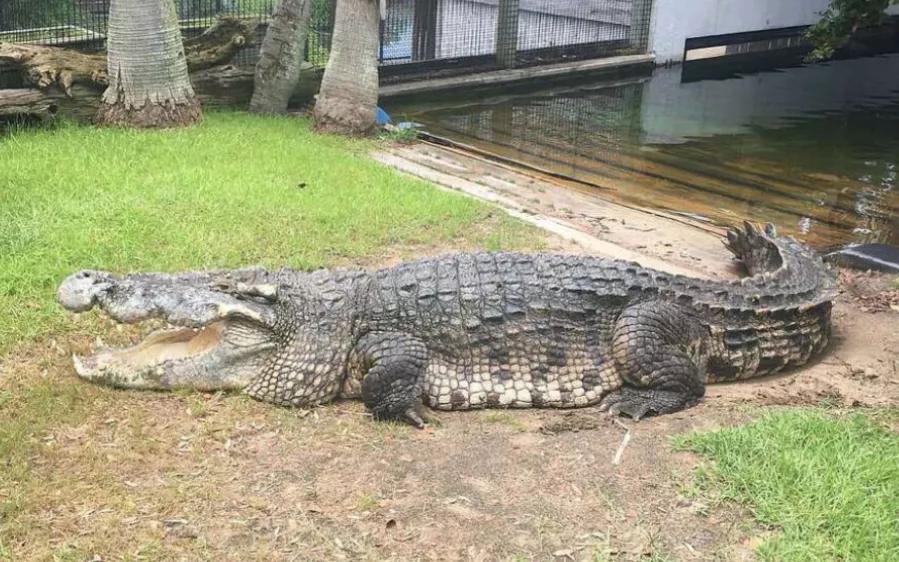 2020年禁养水产类名单,国家禁止放生的鱼类有哪些