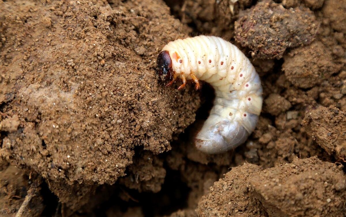 地里有很多土蚕如何处理最好方法,怎样消灭地里的地蚕