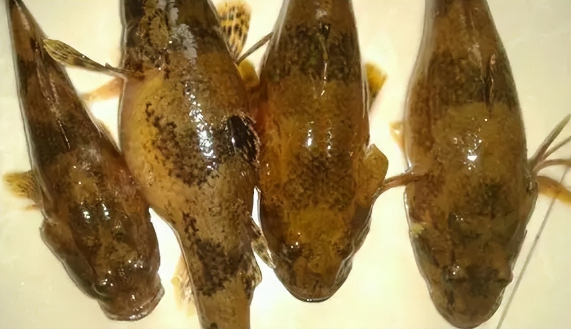 让钓鱼人抓狂的四大杂鱼,让人头疼的鱼