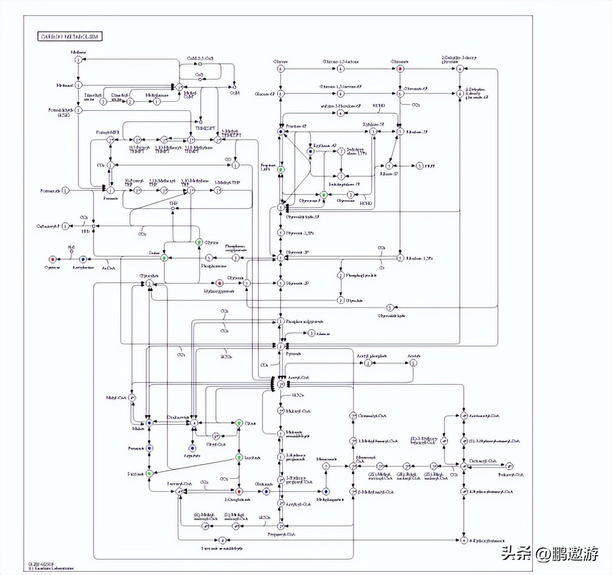 火龙果用什么颜色灯补光,普通led灯能给火龙果补光吗