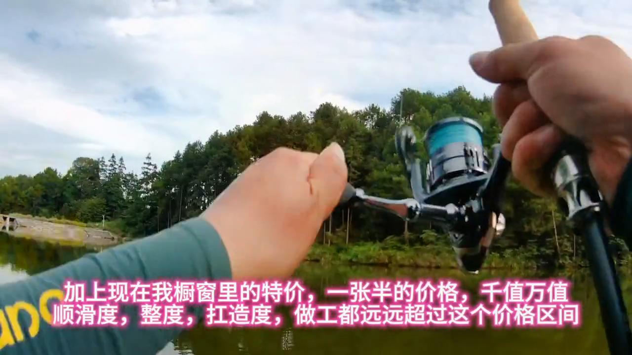 性价比高的长毛猫,性价比小猫猫粮